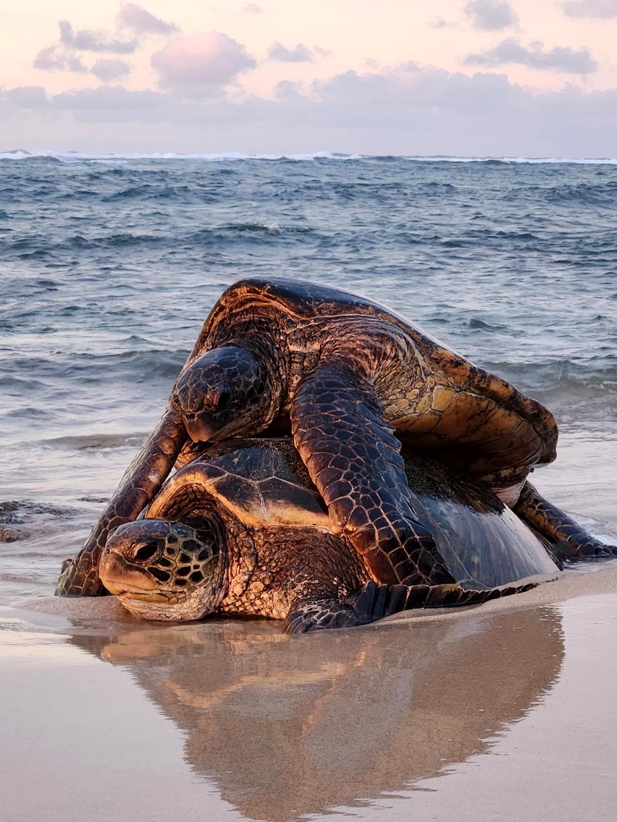 Witness the playful battle of two green sea turtles on a sunny beach