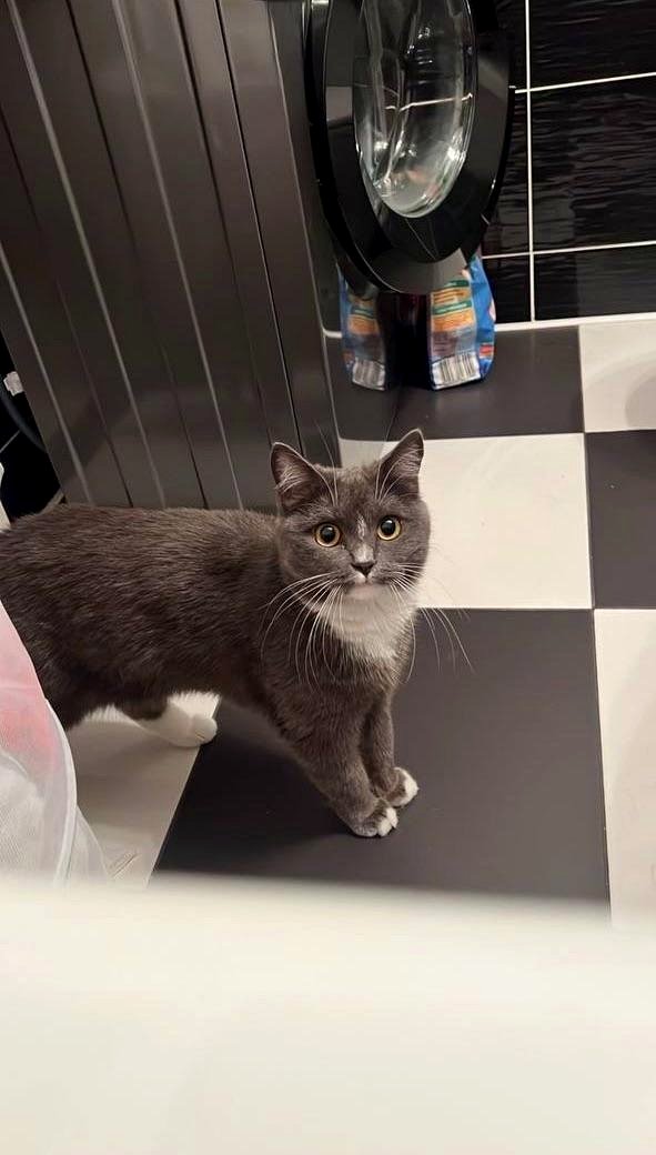 Meet the curious golden retriever who's stolen her owner's heart forever