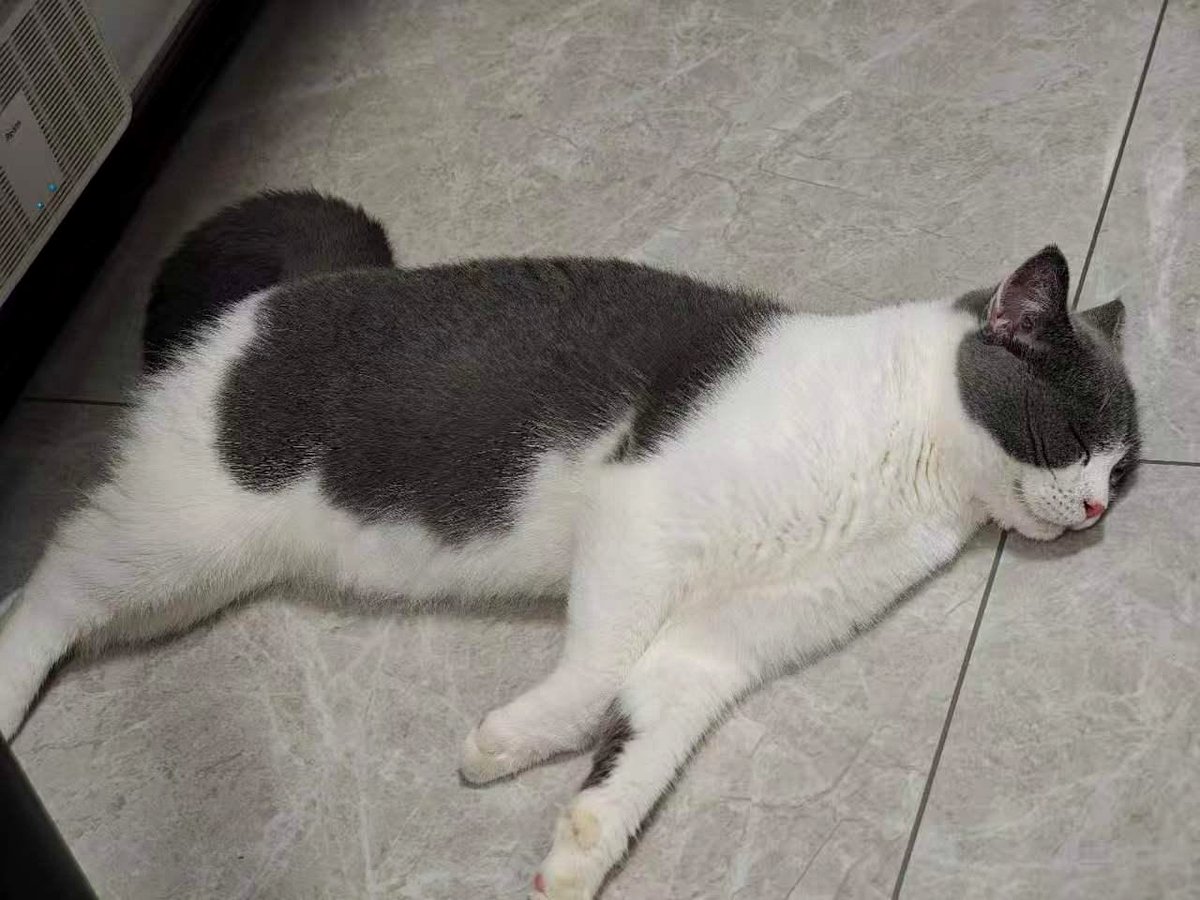 The heartwarming reason Buddy the dog sleeps on the tile floor