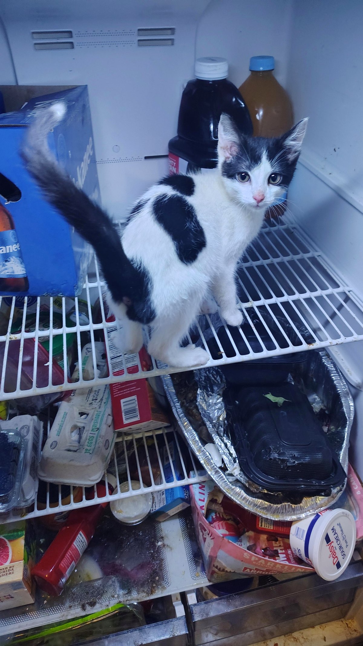 My heart breaks for Oreo: why couldn't I save her in time