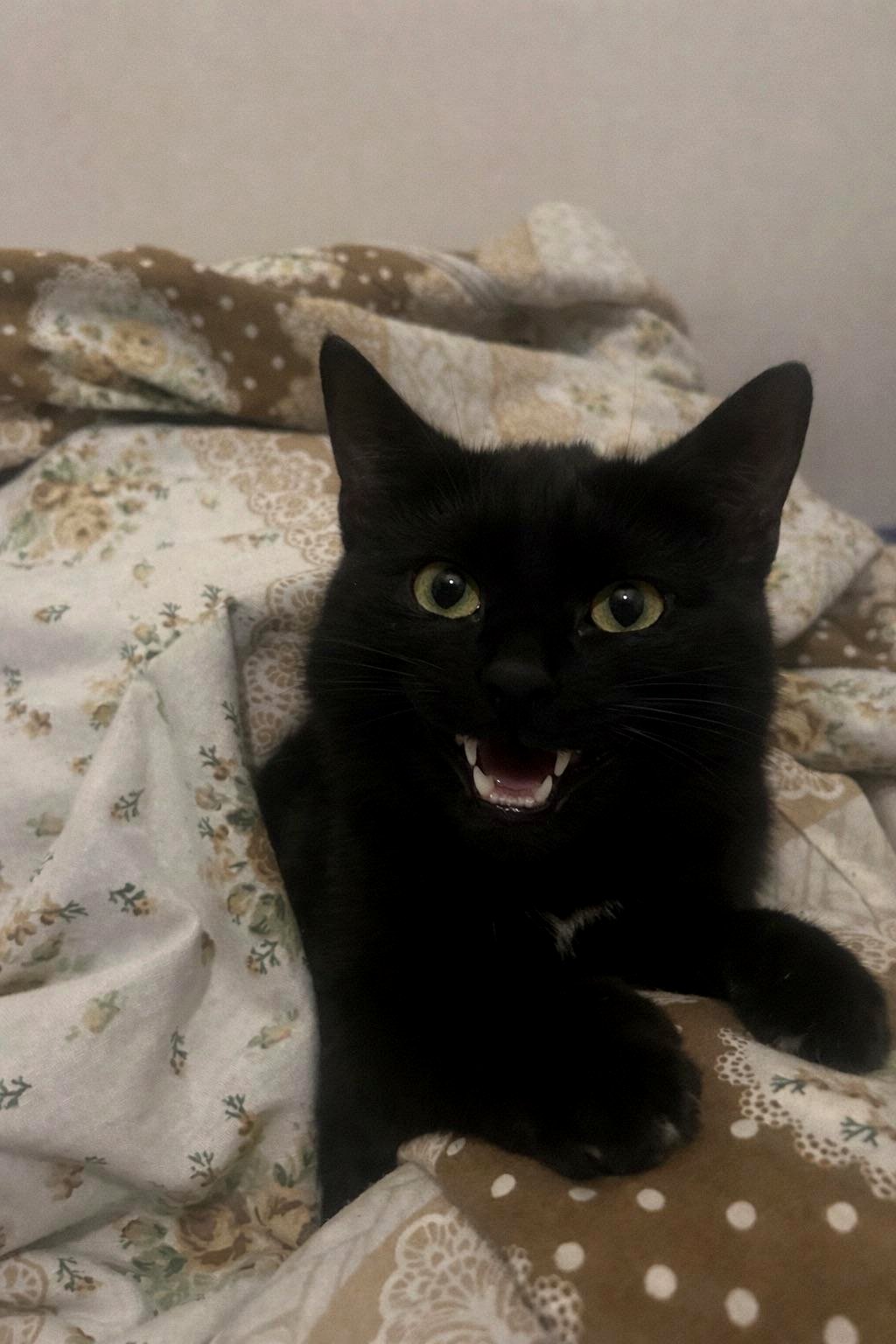 This little puppy stole my heart and changed my life forever