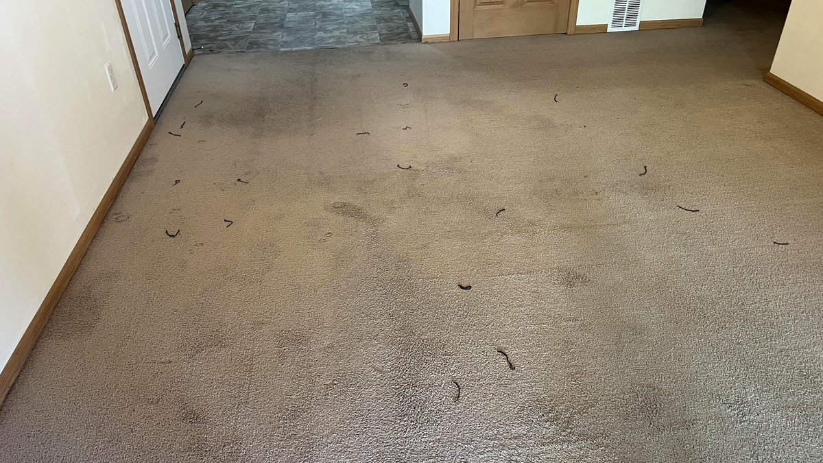 Moving Out Surprise: What Crawled Up Through the Carpet?