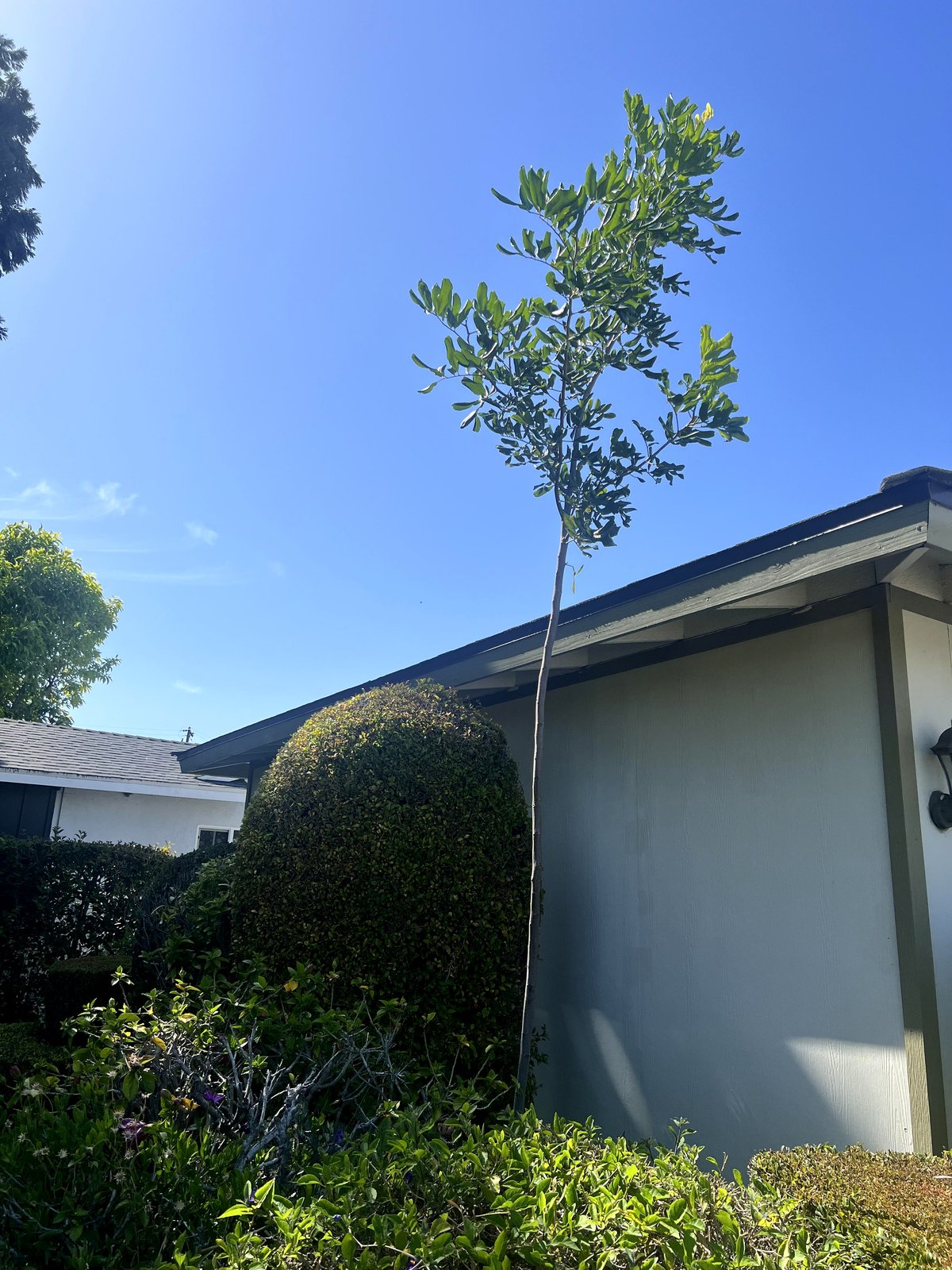 How a child’s gift became a stunning transformation in my garden