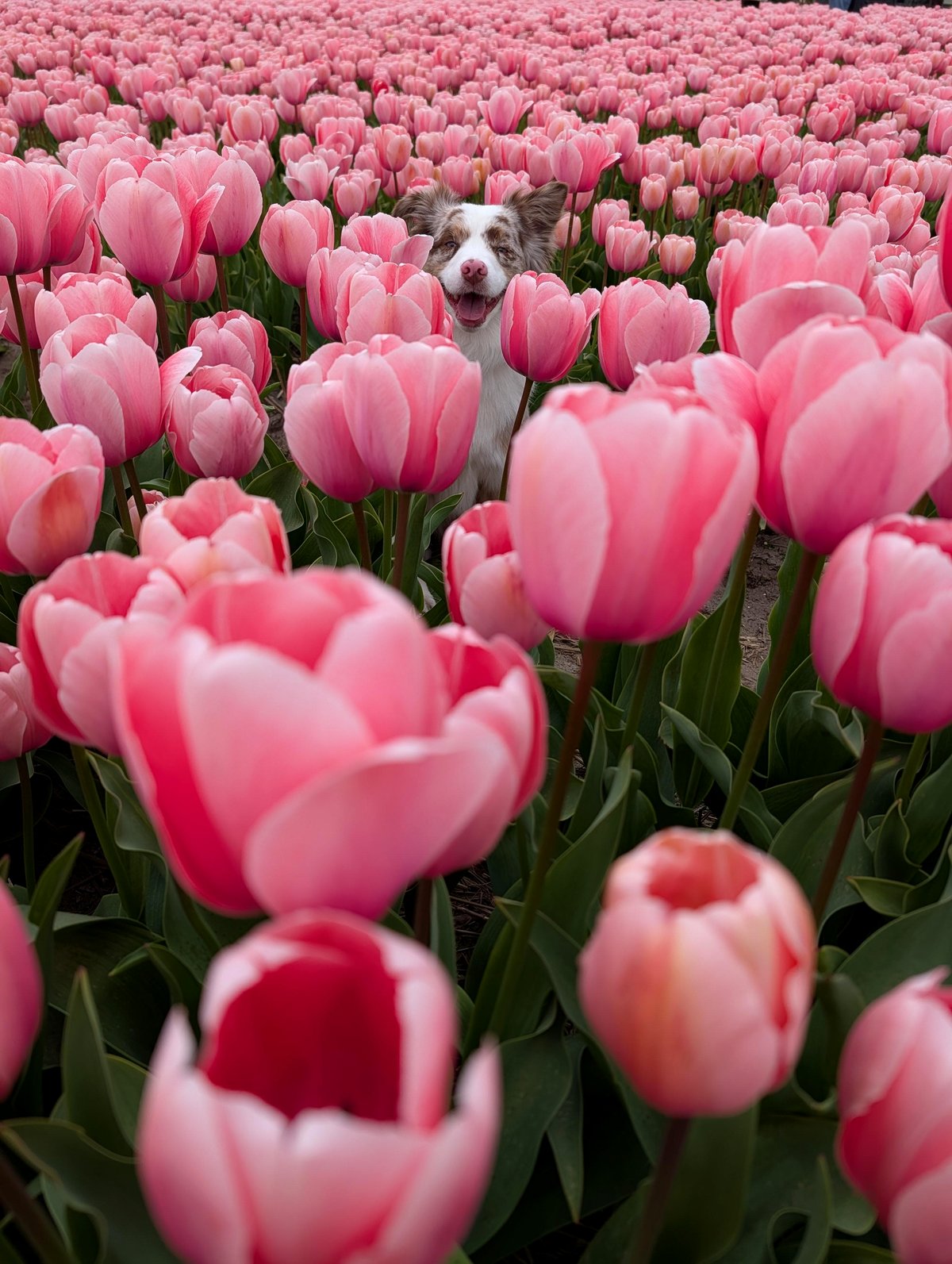 Discover the hidden magic of tulip season in the Netherlands