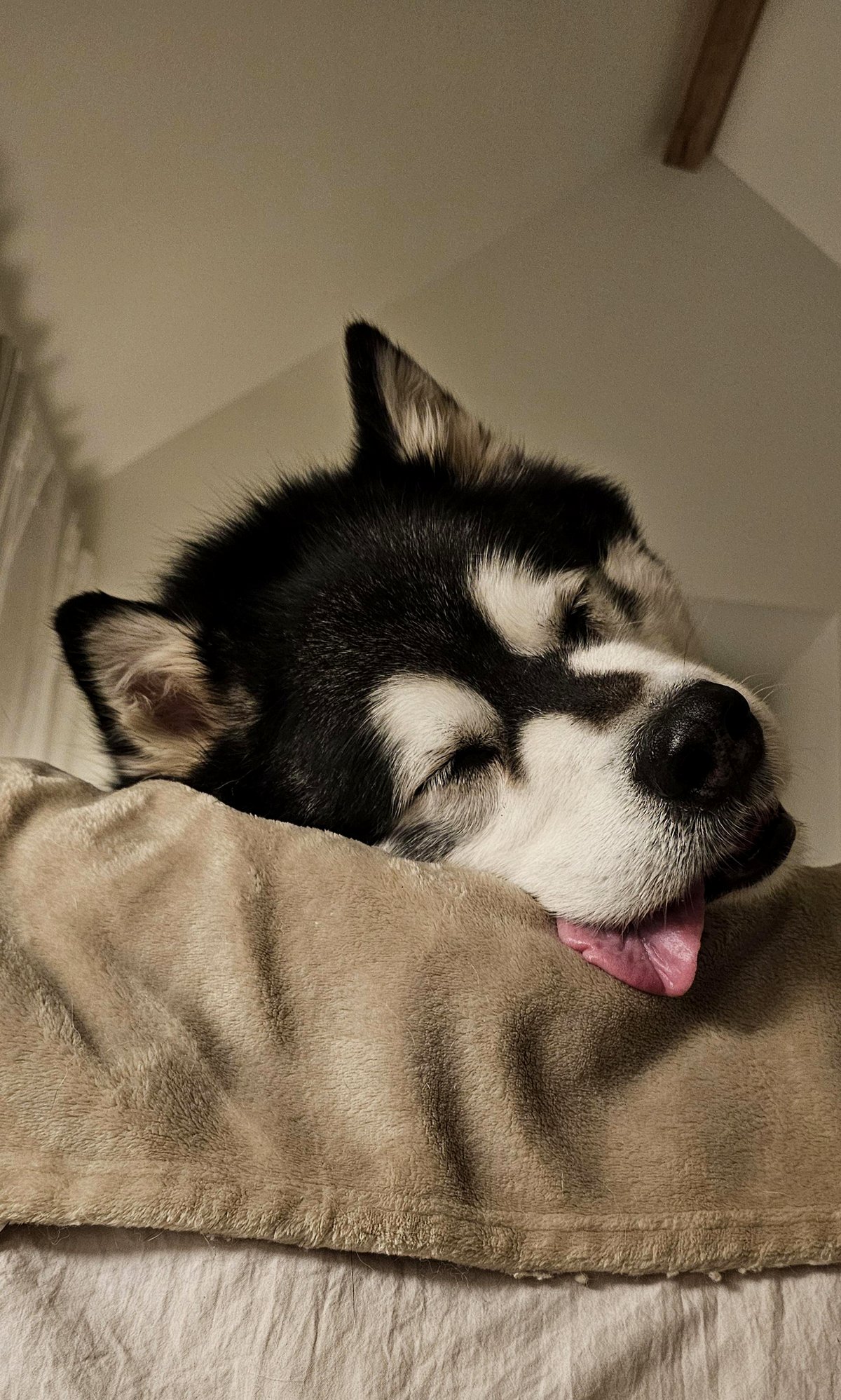 A heartwarming party for Maui, who chose April Fools Day as his birthday