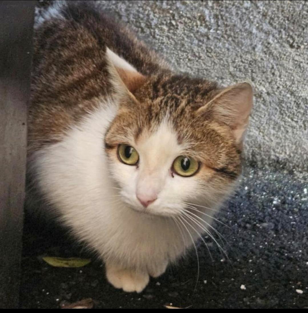 A furry friend in the hallway brings joy to our school community