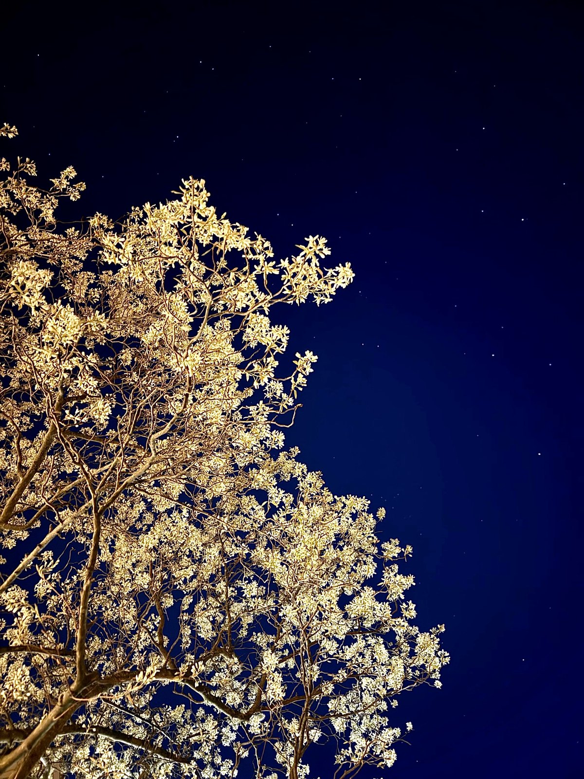 Experience the breathtaking beauty of Michigan's awakening nature