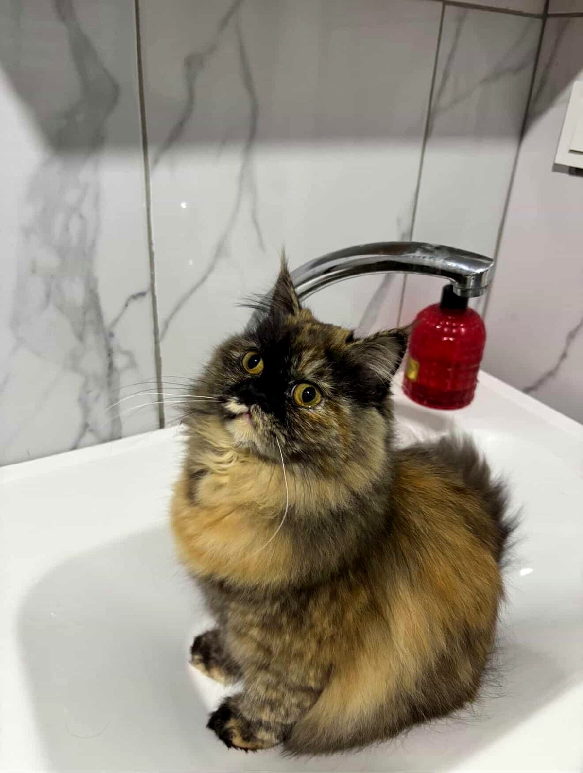 A sweet moment between a girl and her cat that melts hearts everywhere