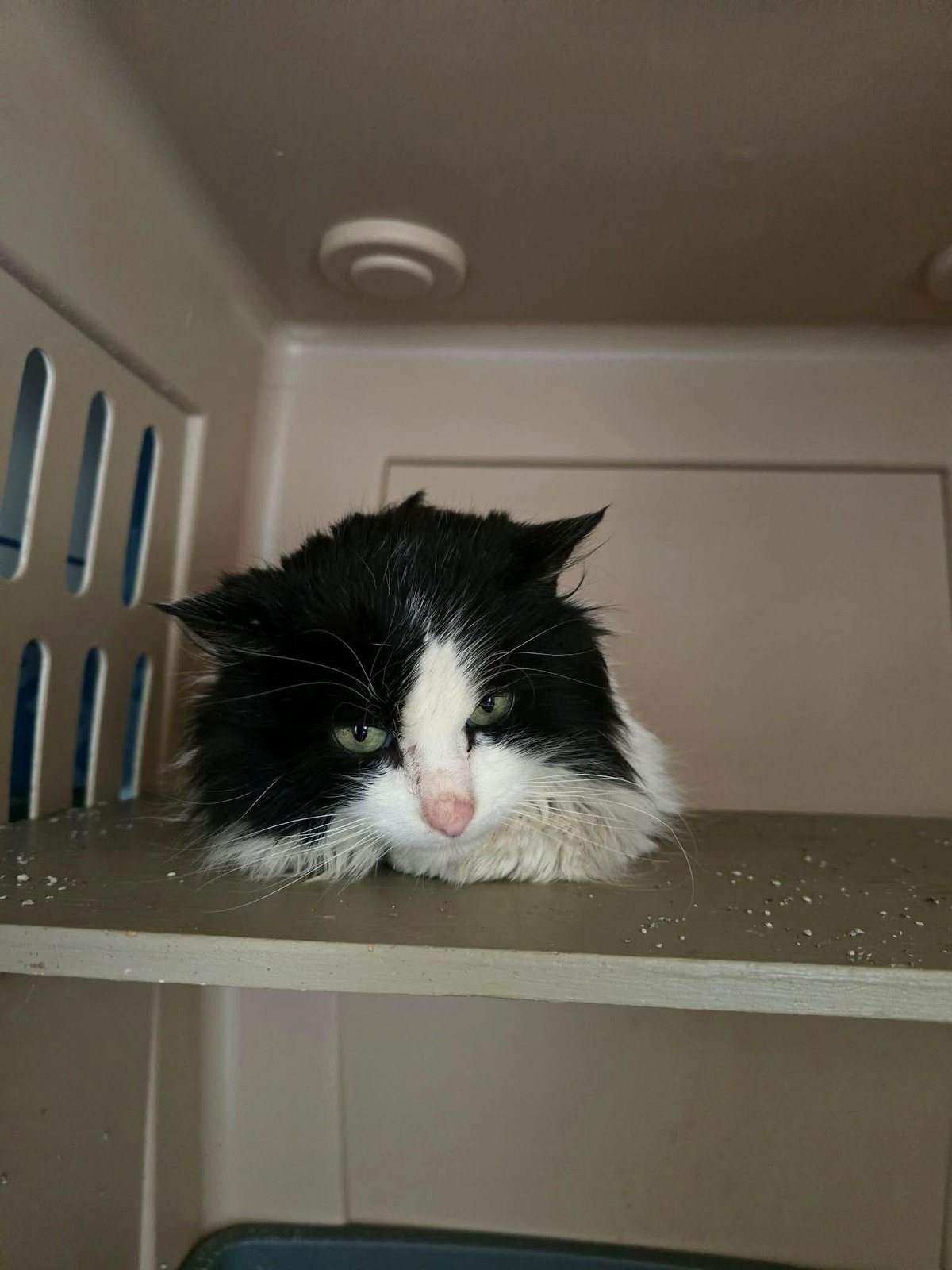 you'll be amazed How Casper the Dog Got His Name