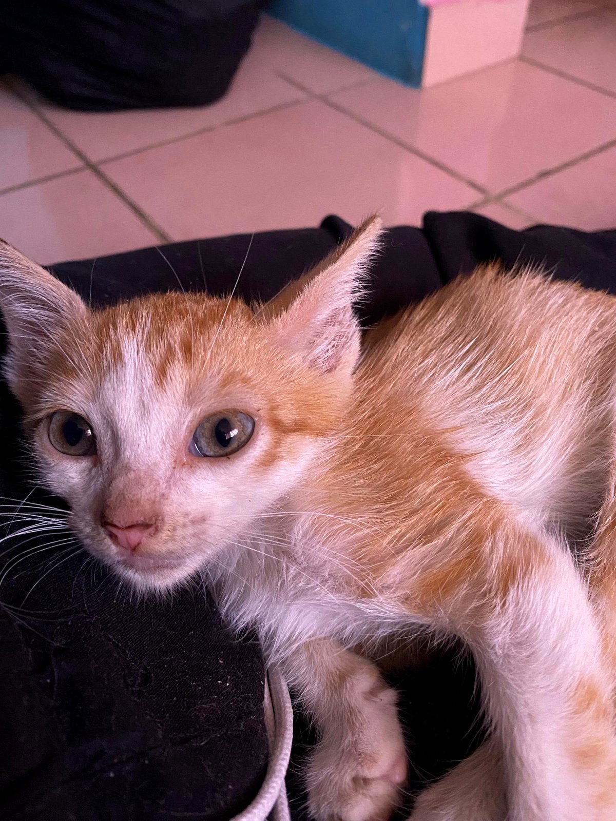 A rainy day rescue: The heartbreaking moment I found a puppy in the trash