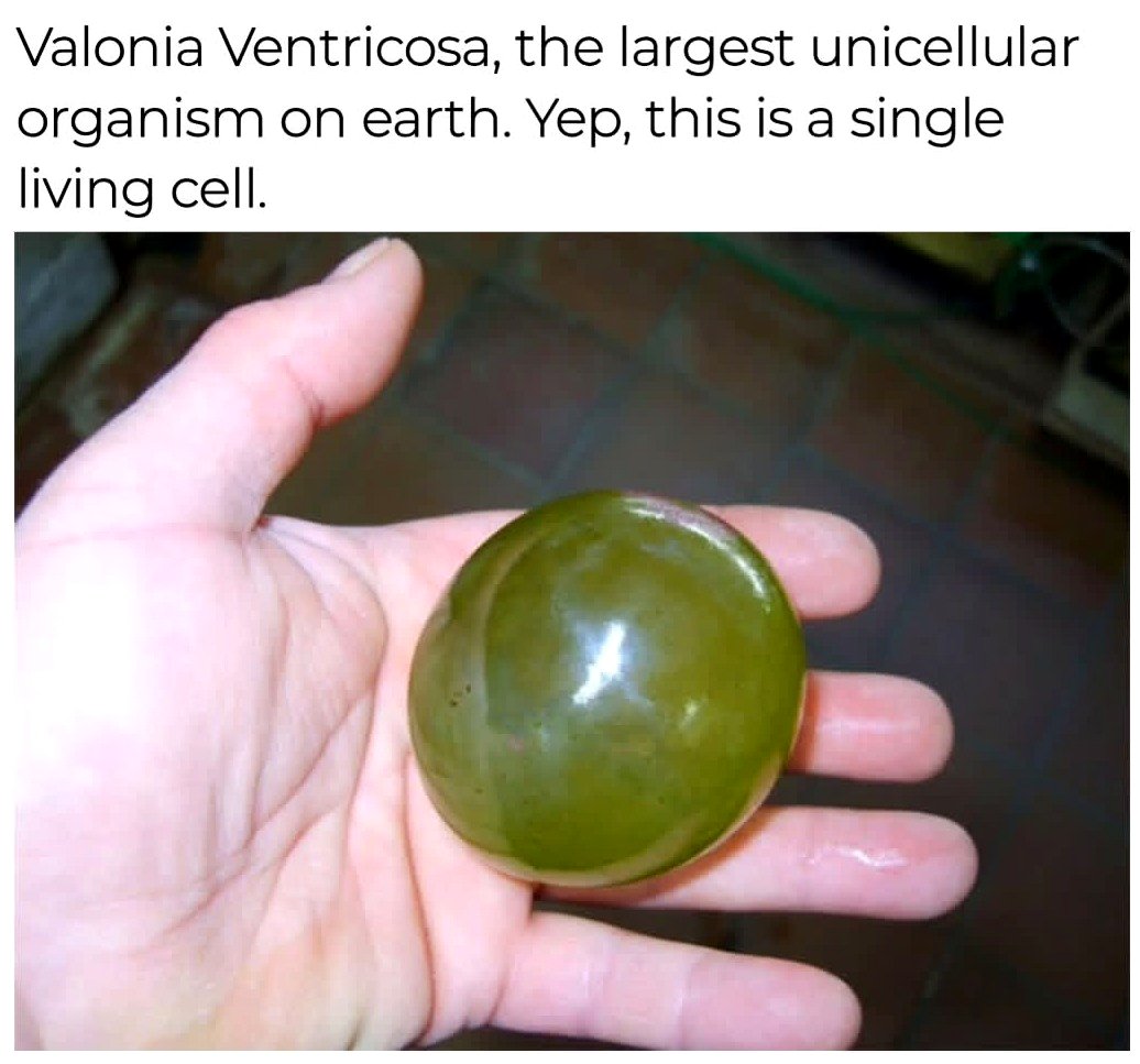 Meet Valonia ventricosa, nature's giant hidden in plain sight