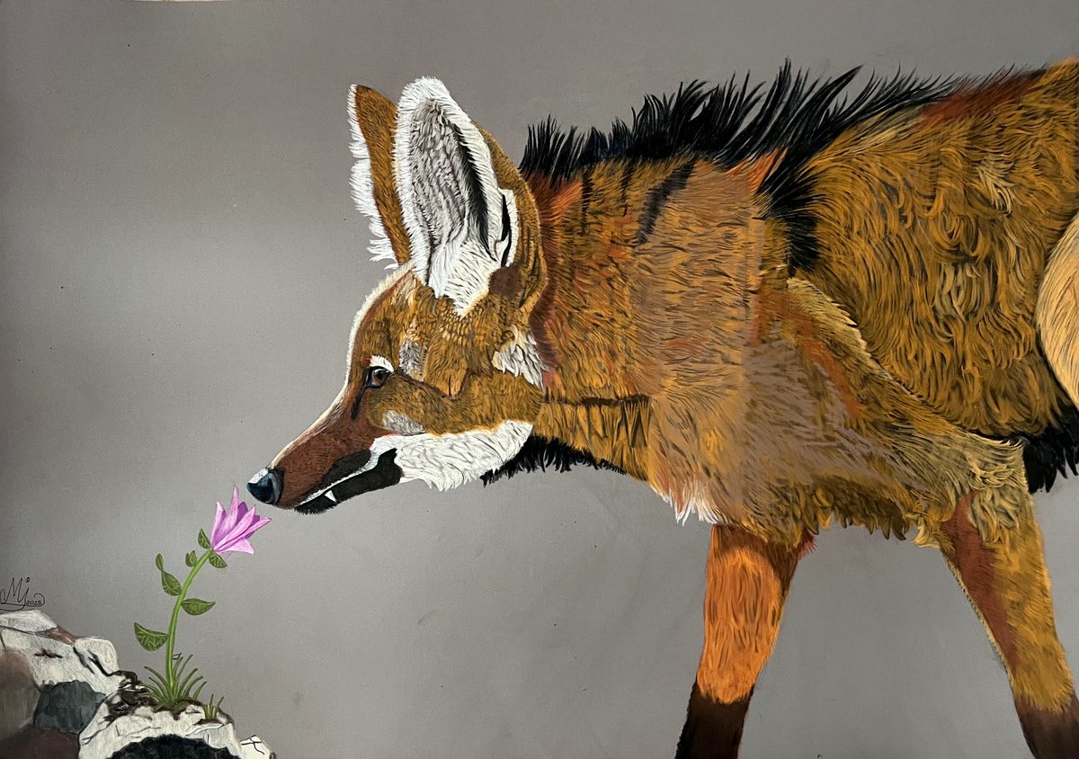 Discover the magic behind this artist's stunning maned wolf artwork