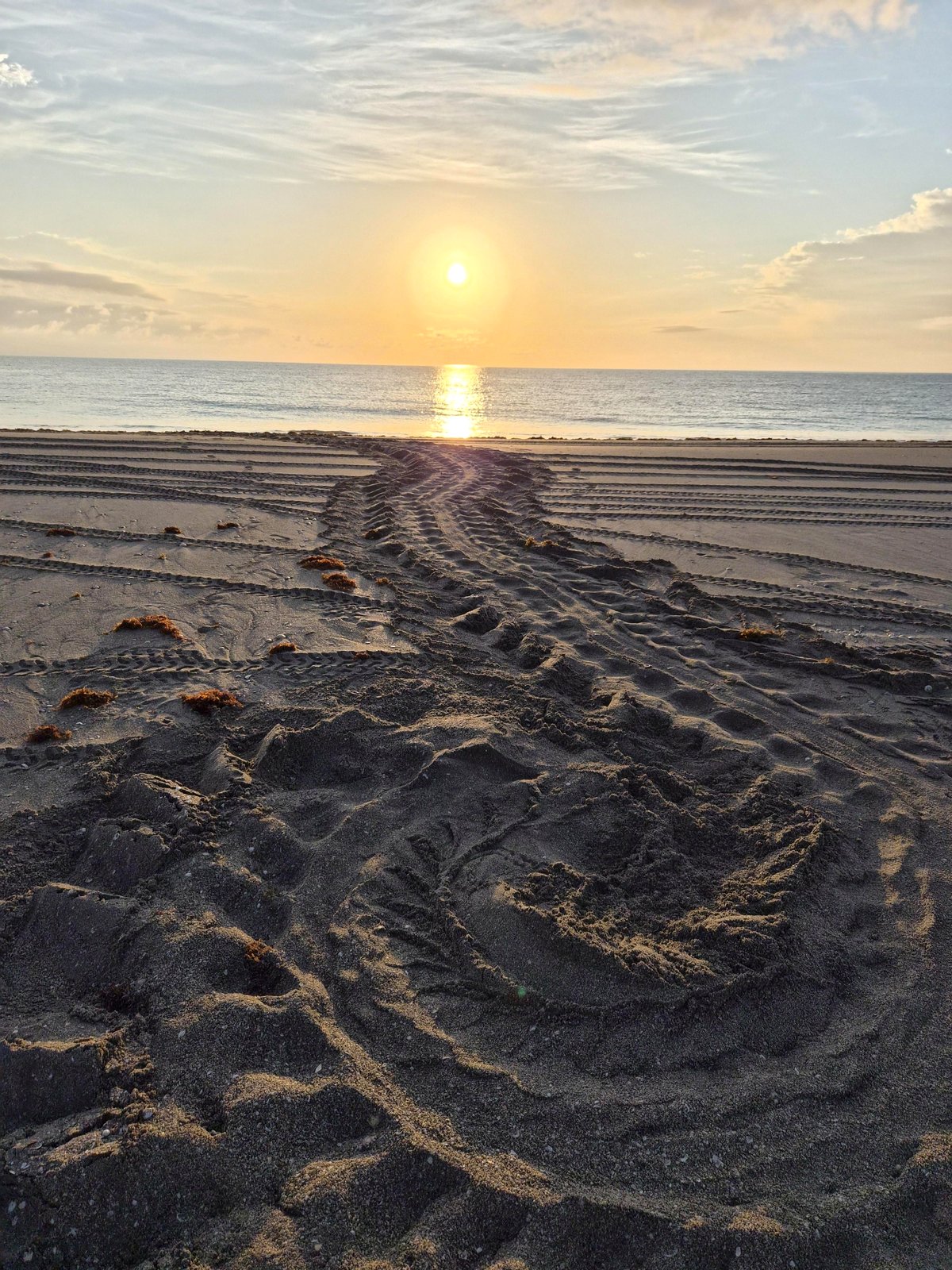 A morning beach stroll reveals an unforgettable surprise in the sand