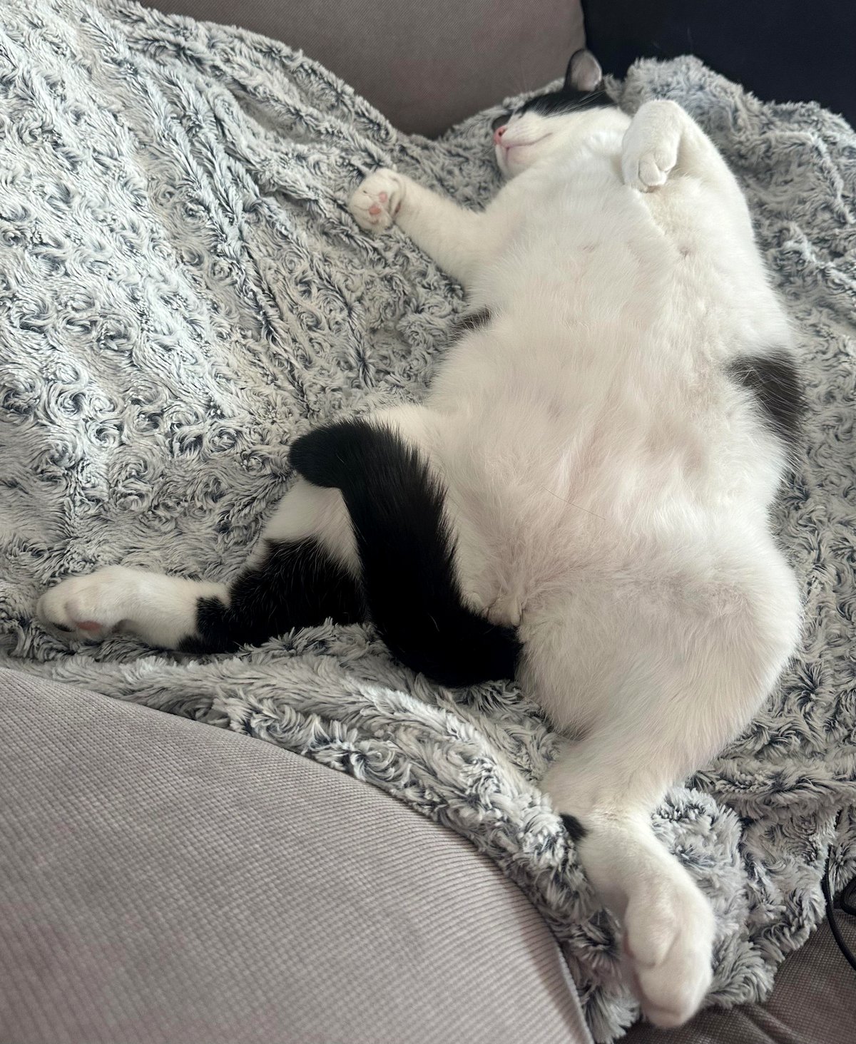 This cat's nap is my biggest work-from-home distraction