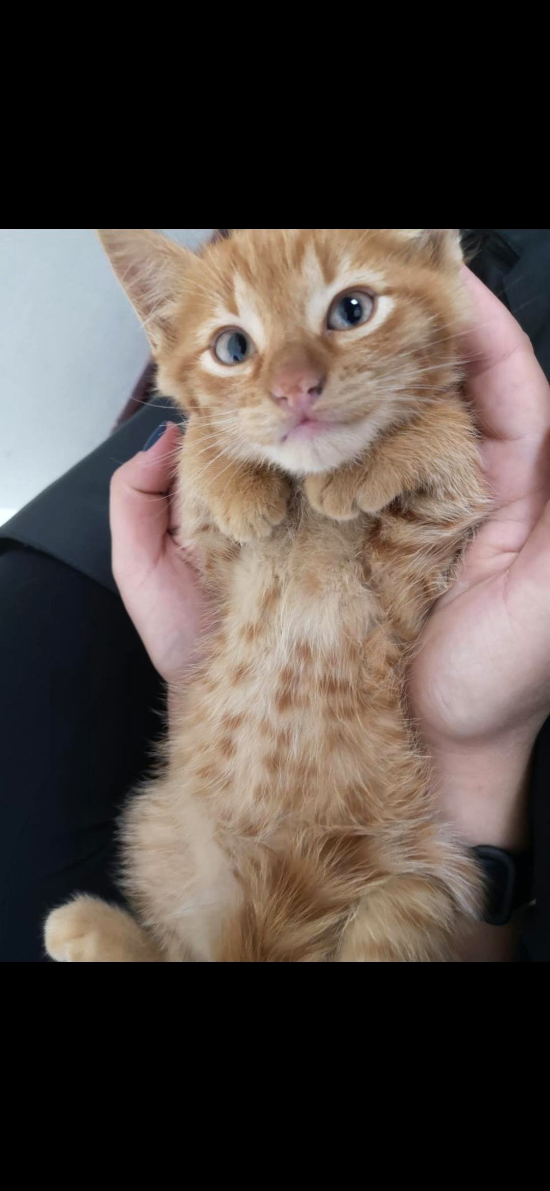 This tiny kitten thinks it runs the whole house and we can't stop smiling
