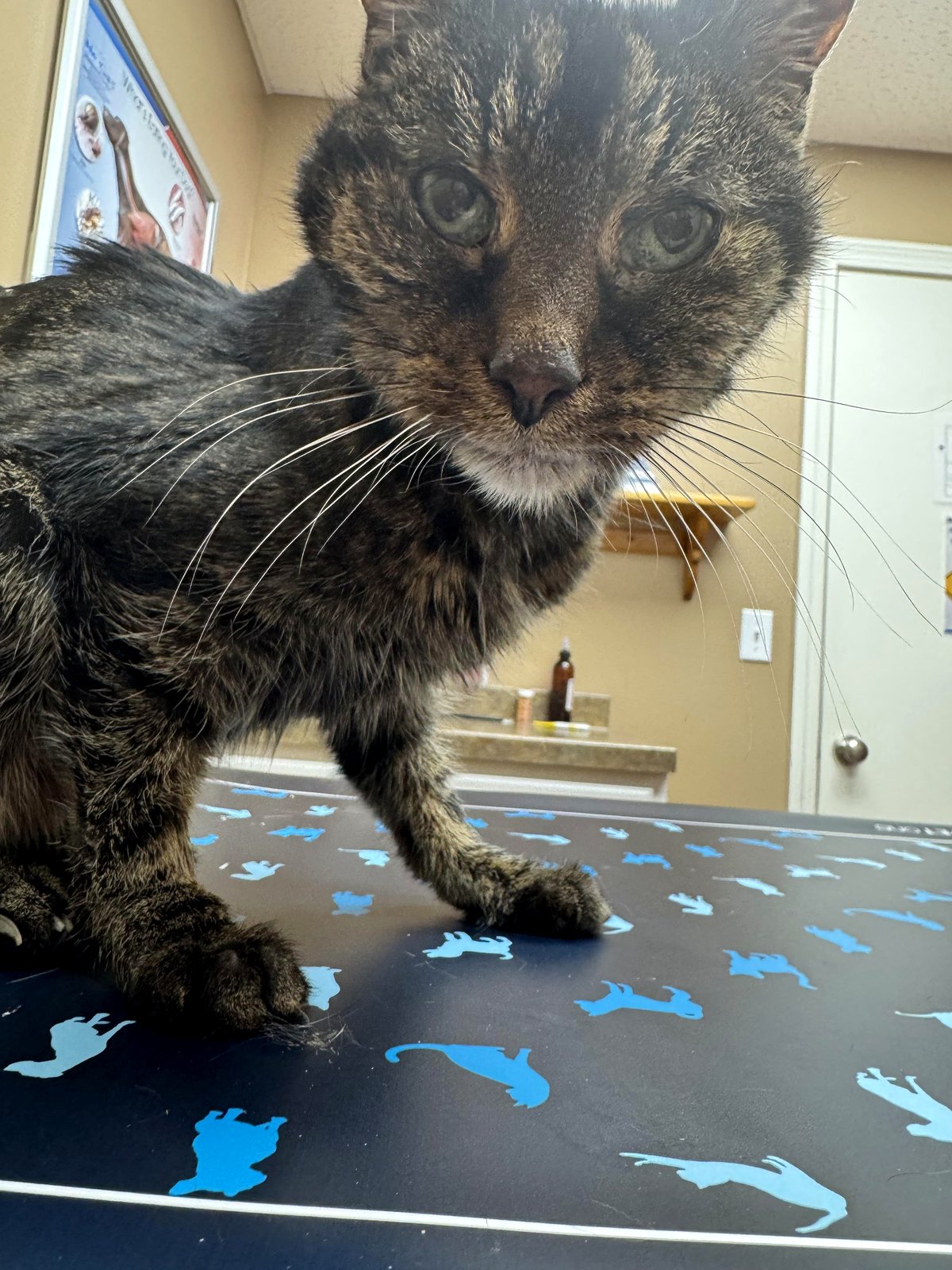 Saying goodbye to my childhood cat has left my heart in pieces