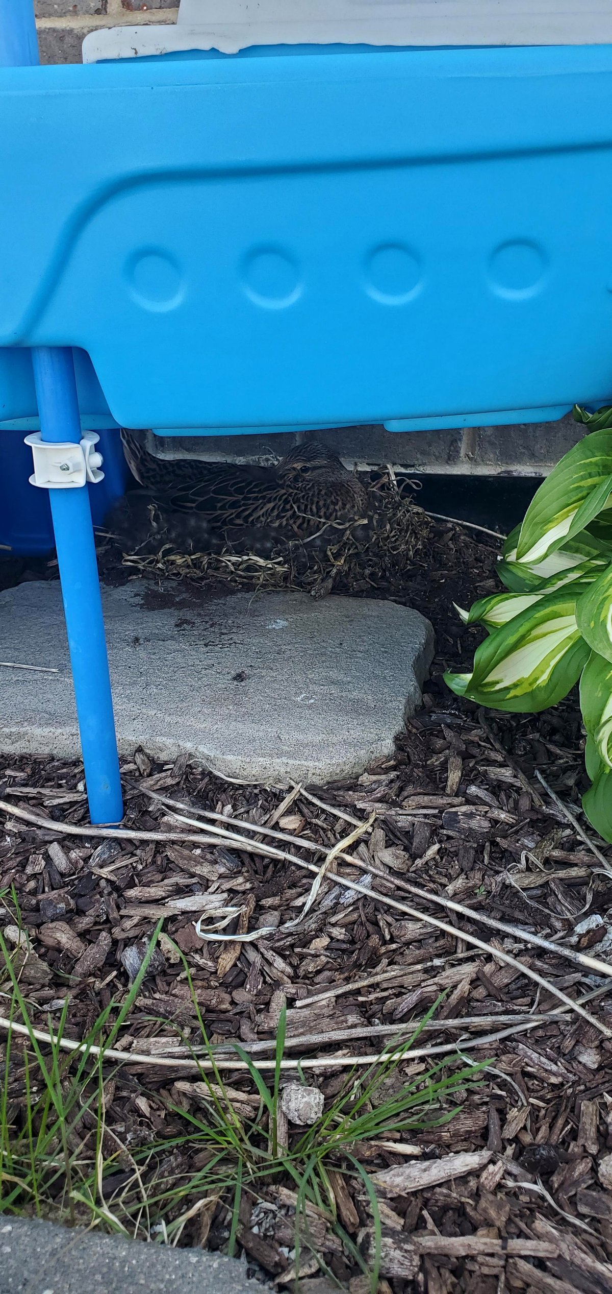 Why Daisy the rabbit's annual visit fills a family with joy every summer