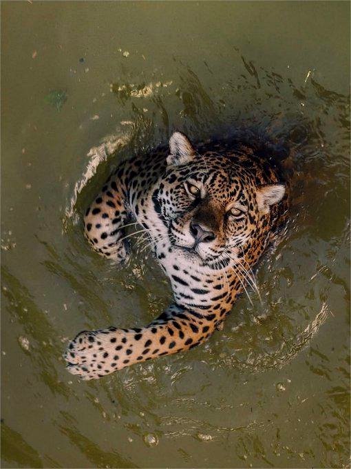 A breathtaking moment with a jaguar that left everyone speechless
