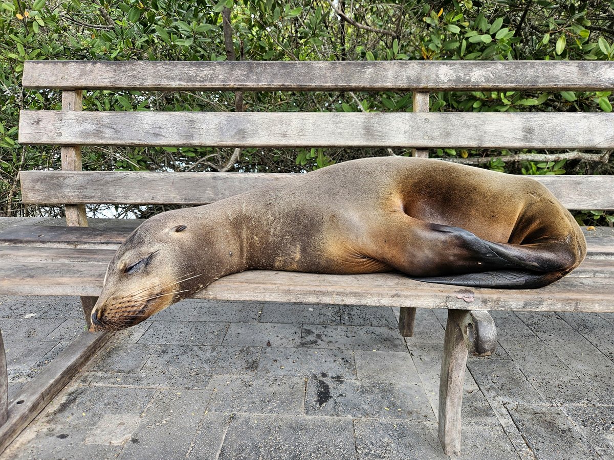 you'll be amazed what this seal is doing at the beach today