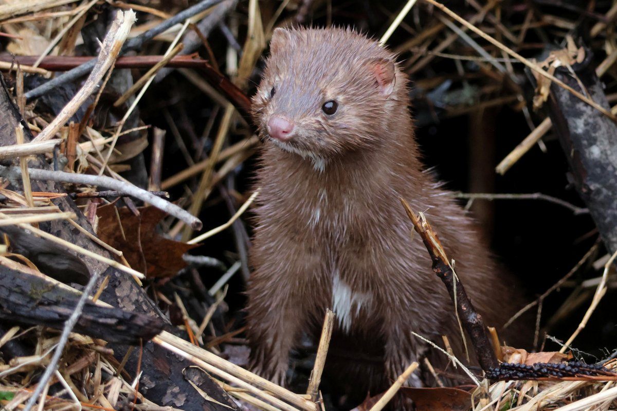 This magical-looking cat at the park stole the show from everyone