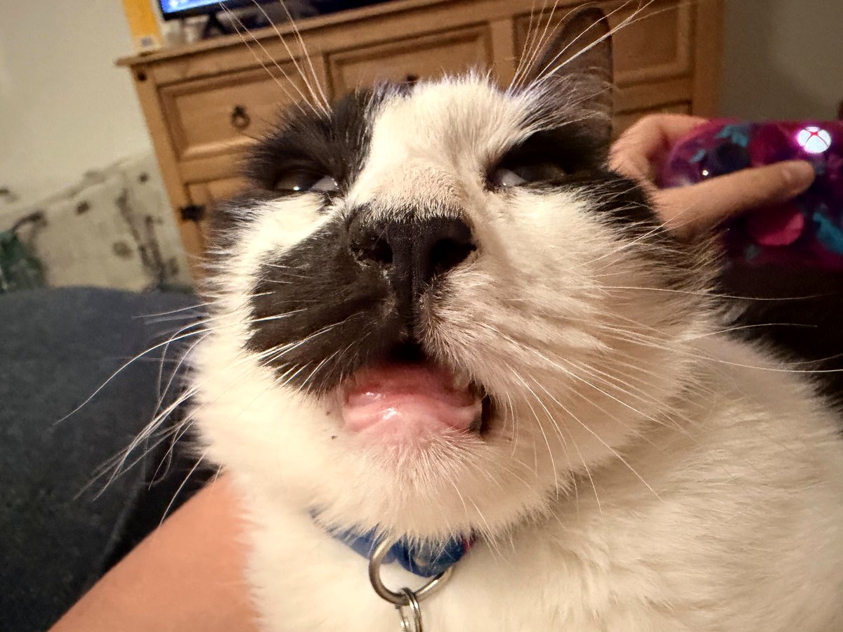 Meet Dewey: the shelter cat who teaches us about love and patience