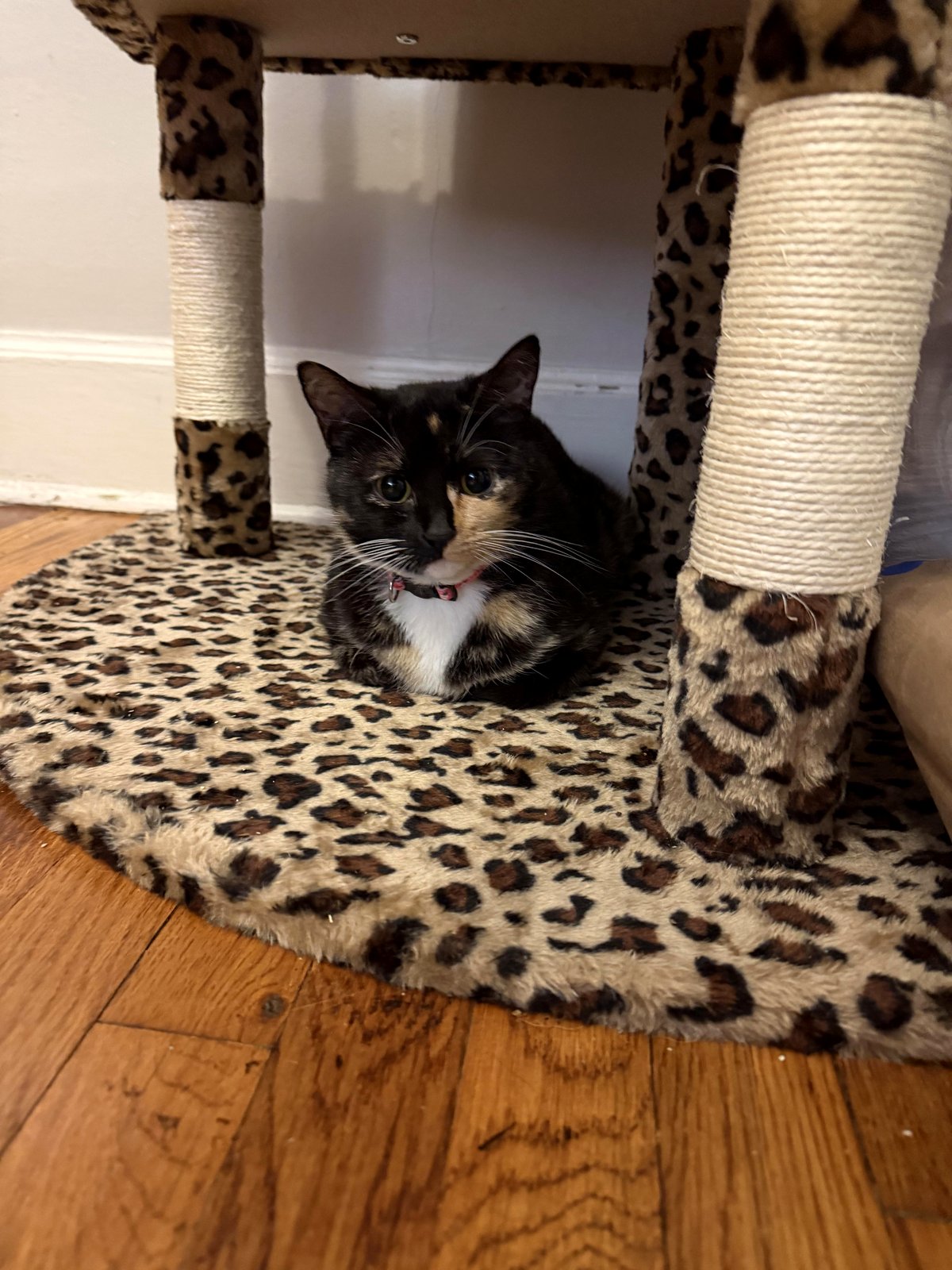 Our rescue cat is about to become a mom and it’s such a wild ride