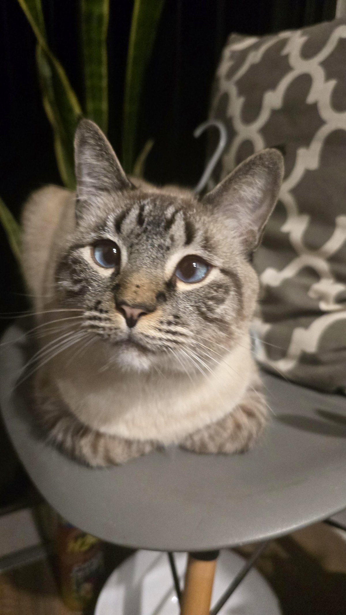 When love hurts: should I give up my sick cat?