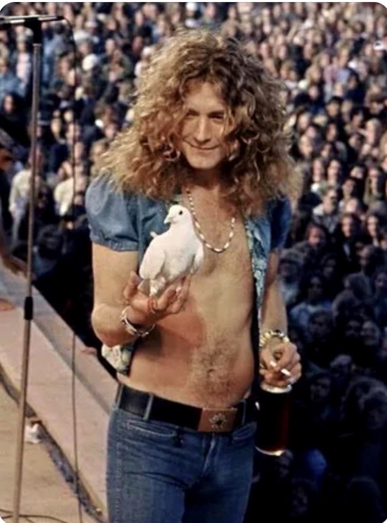 A rare moment: A dove lands on Robert Plant's hand at a rock concert
