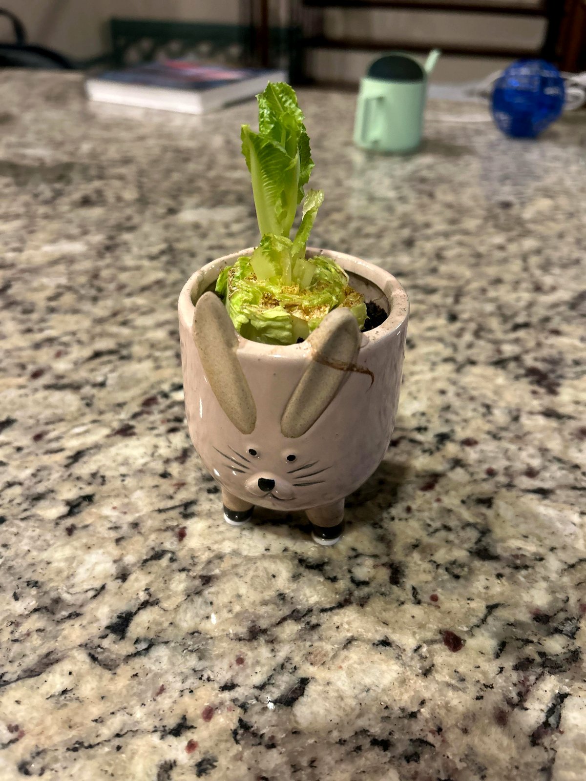 A little girl's kitchen experiment leads to magical lettuce regrowth