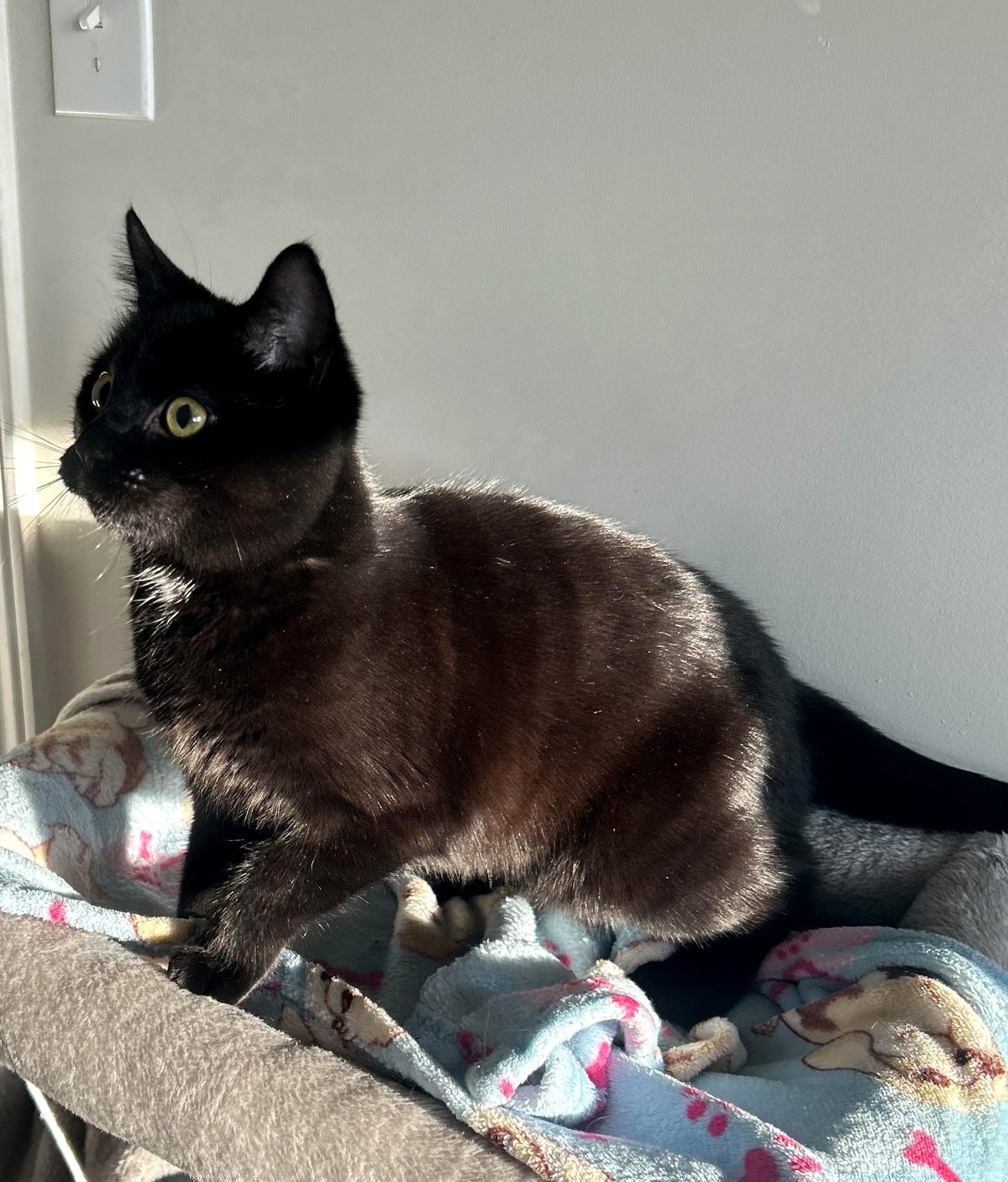 Watch how sunshine reveals something magical about this little girl's cat