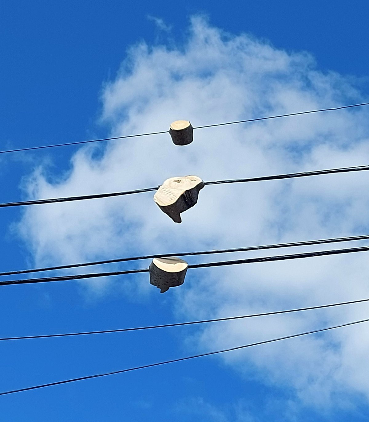 A beloved tree in our neighborhood is gone, and we can't believe it