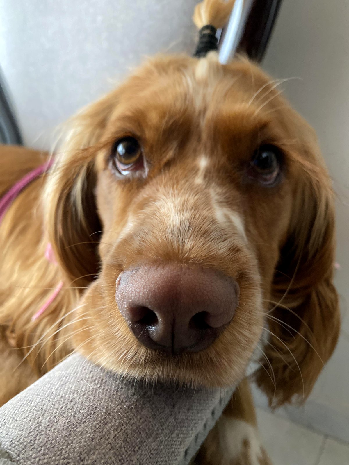 you'll be amazed how a simple snoot photo brought joy to thousands