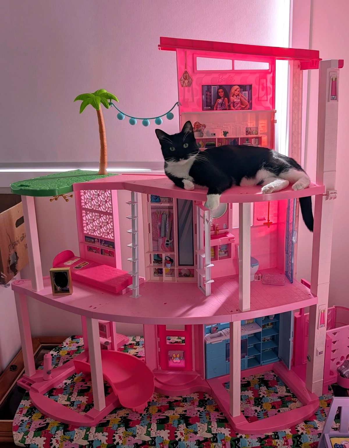 This little dog’s favorite spot will melt your heart