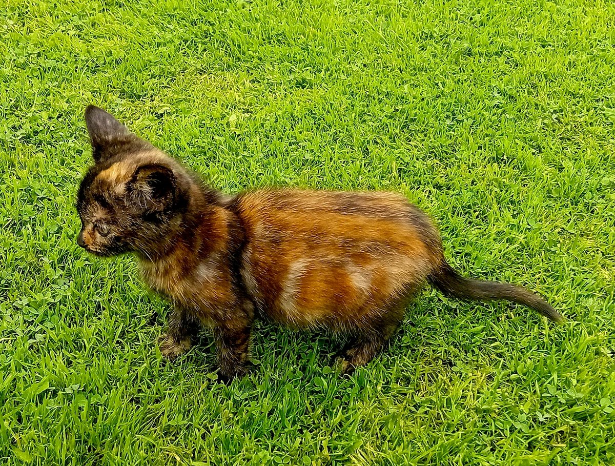 How one cat named Toffee is brightening our days with her charm