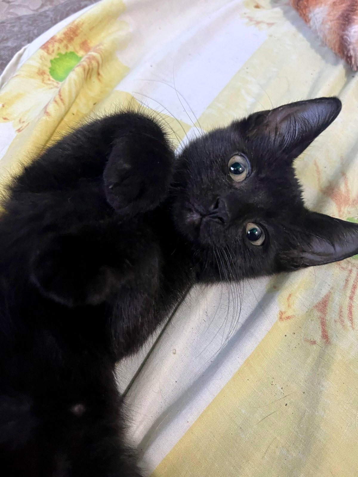 These little paws are melting hearts everywhere you look