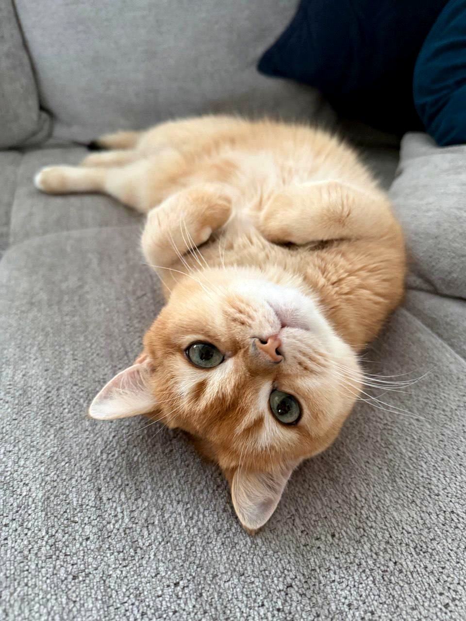 The heartwarming story behind a beloved fluffy companion