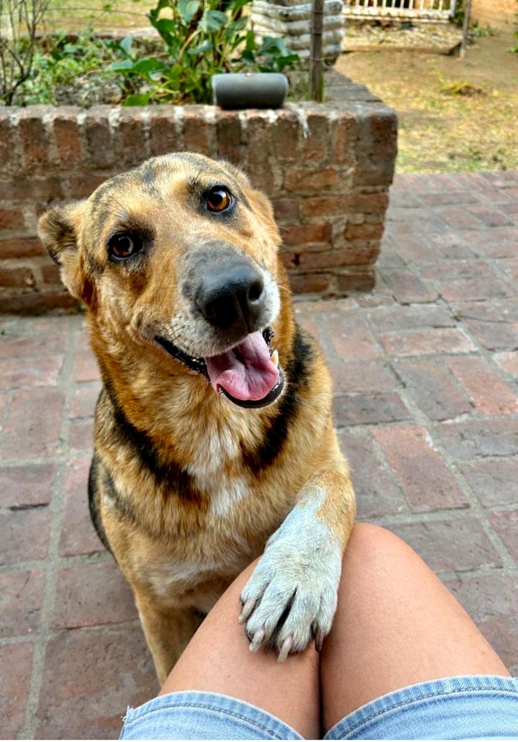 A simple paw gesture changed everything for this man and his furry friend