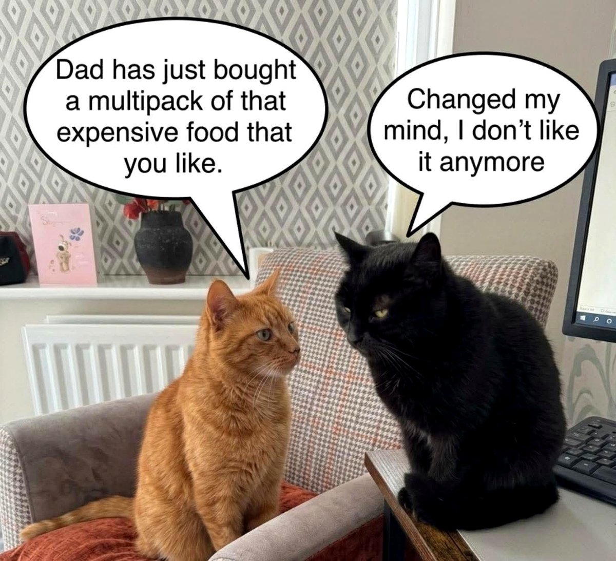 This playful cat moment is exactly what you need to see today