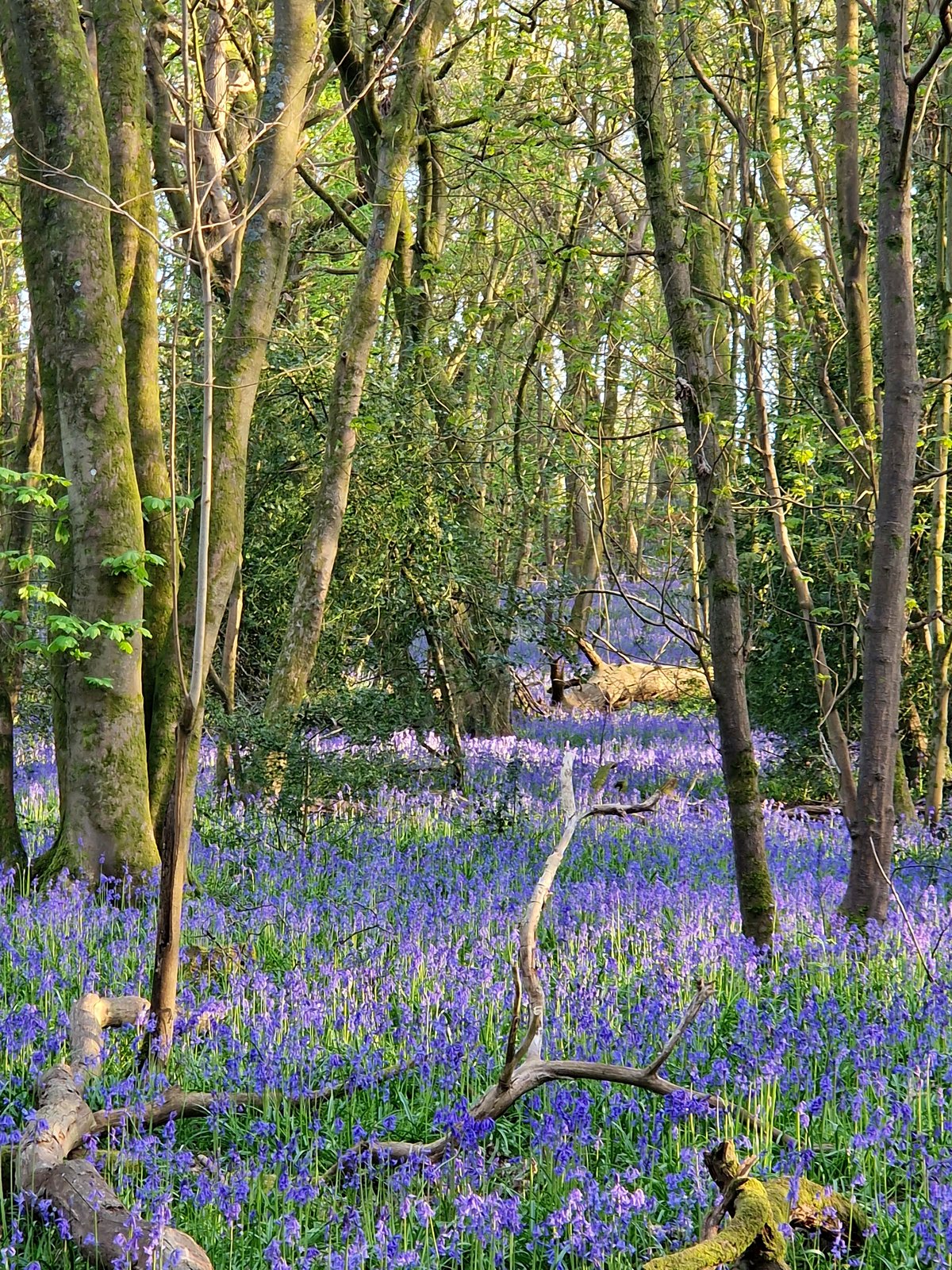 Experience the breathtaking beauty of bluebells in Northamptonshire's hidden gem
