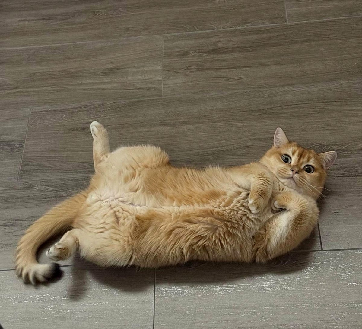 A puppy named cupcake that melts hearts everywhere in a little town