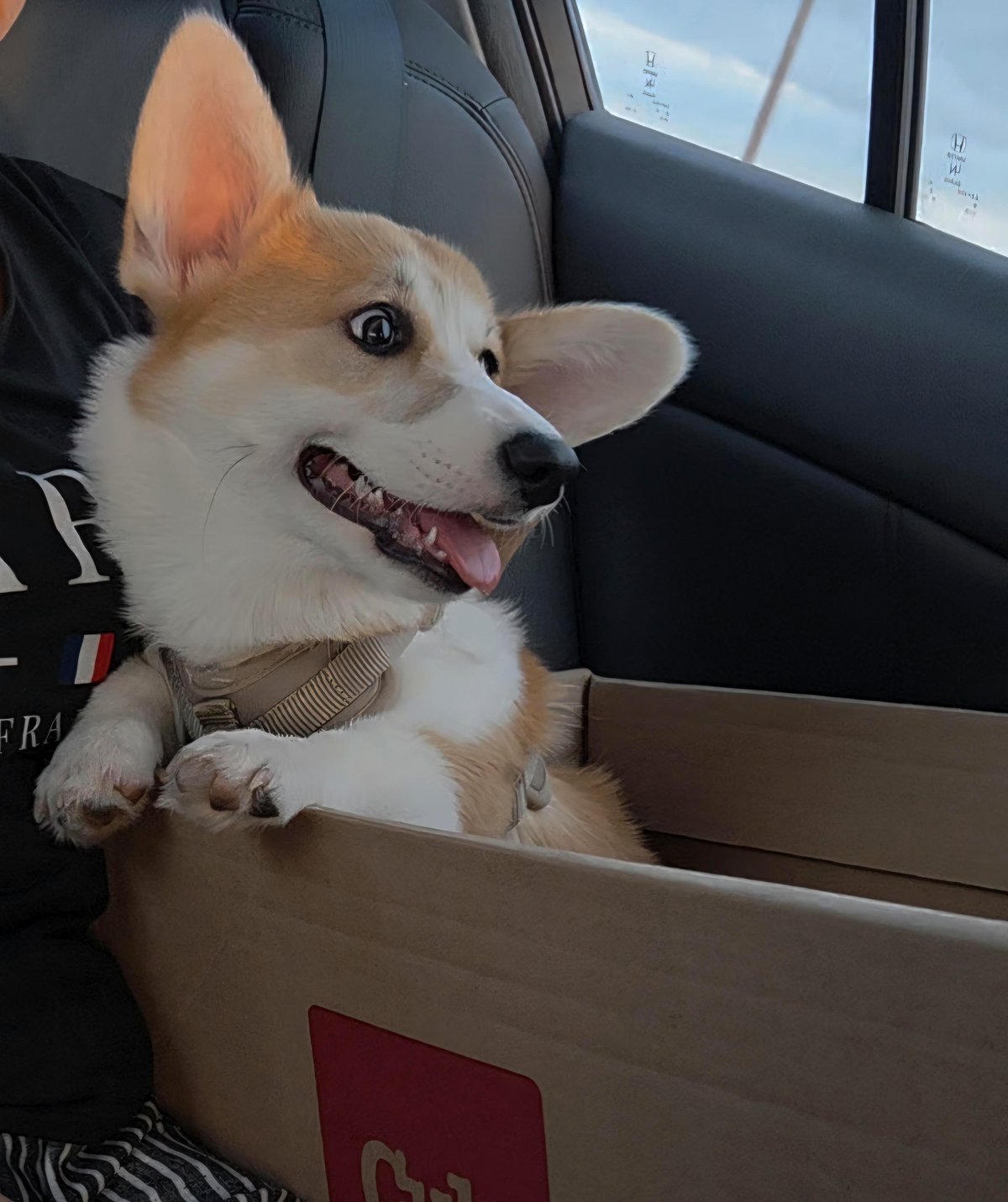 This happy dog has no idea what’s in store for him today