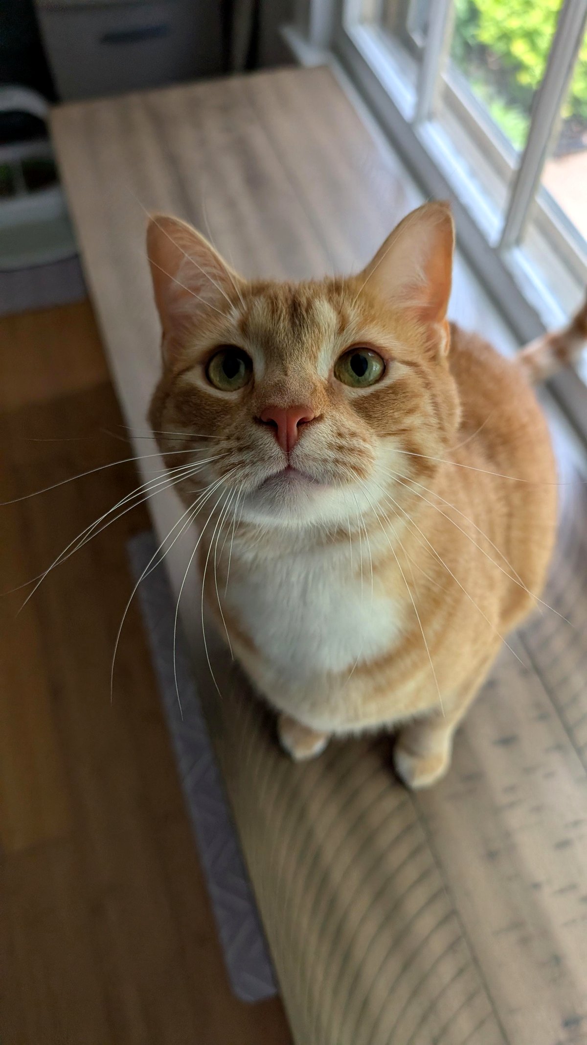 This little cat's snack request will melt your heart