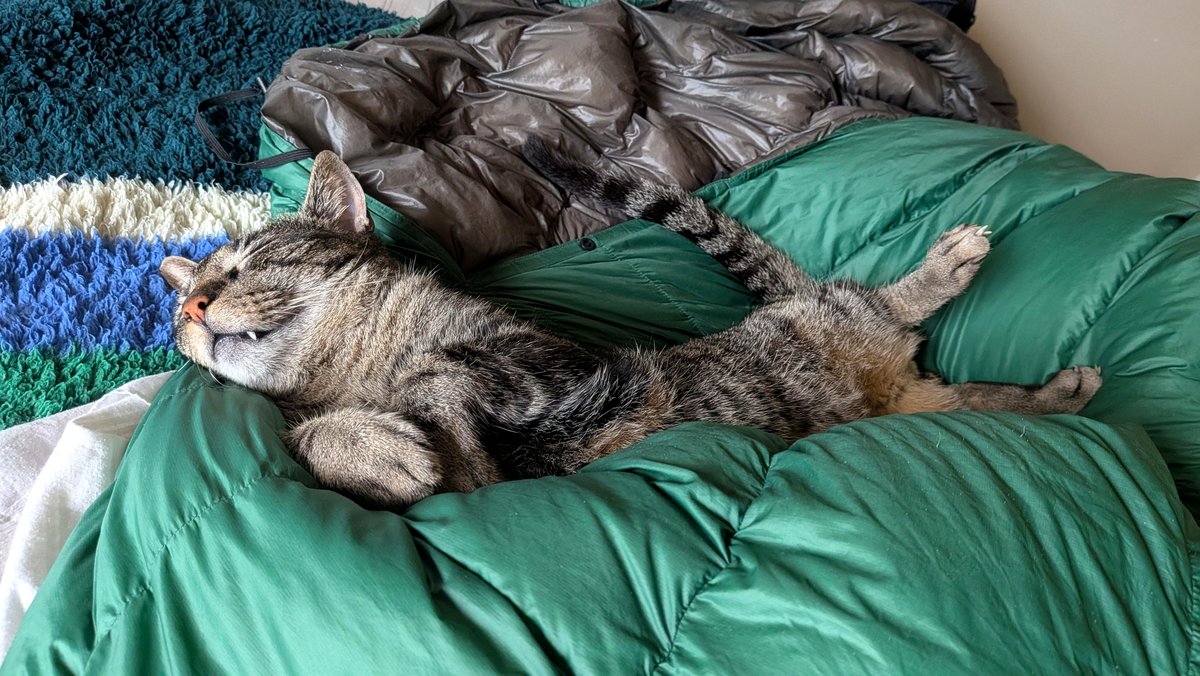 How a simple favor led to an unforgettable friendship with a cat