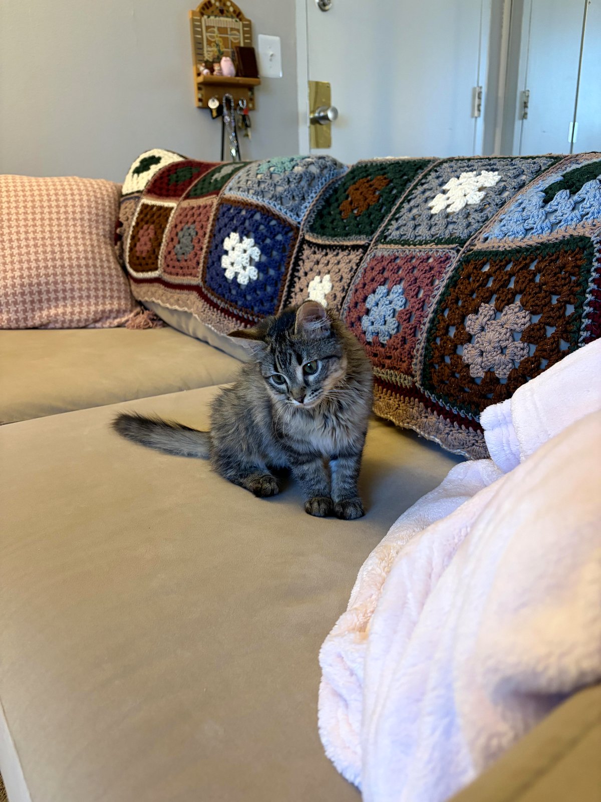 A heartbroken tribute to my little kitten Daphne and our short time together