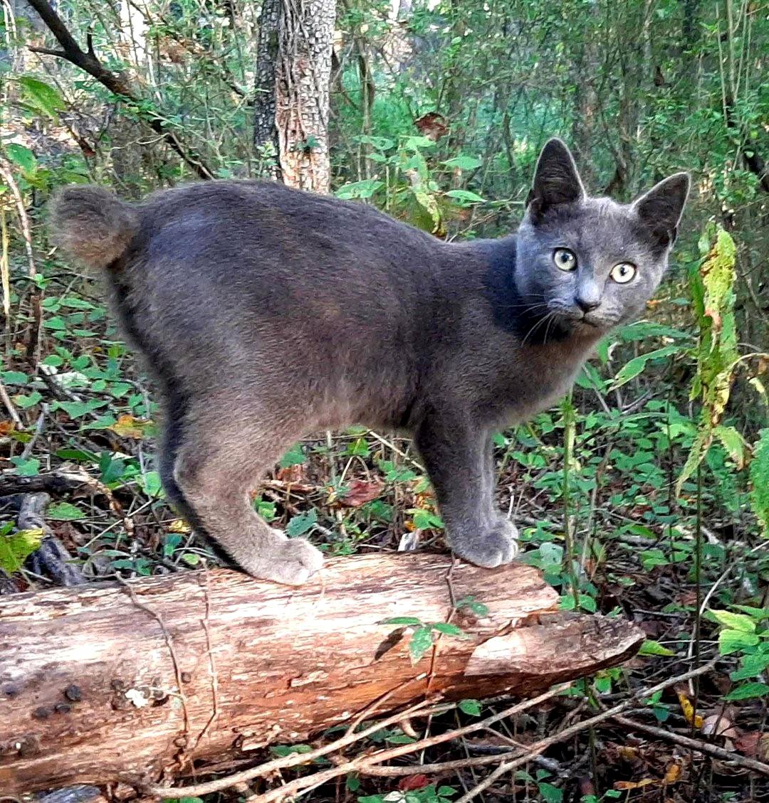 A heartfelt goodbye to Larry, the dog who spread endless love