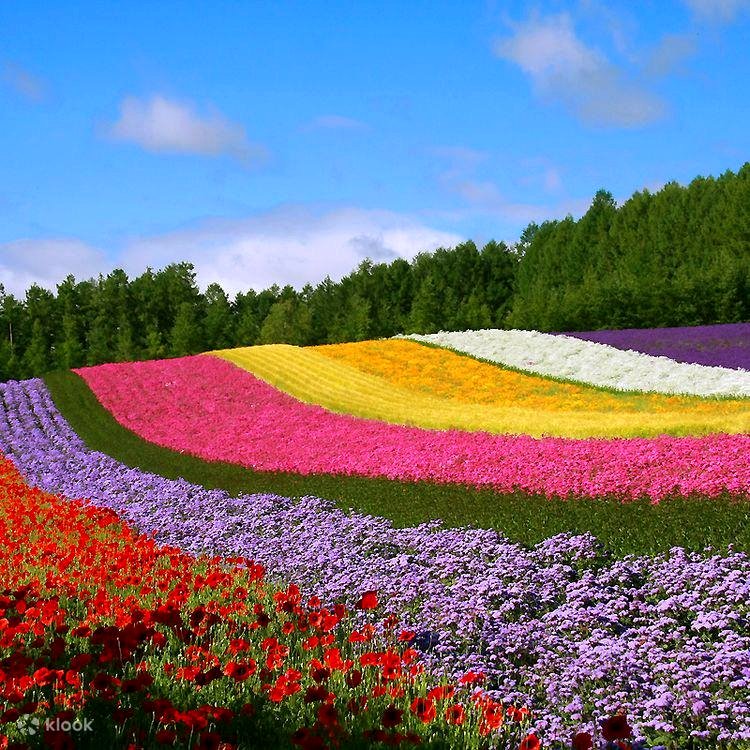 A day in paradise: the stunning lavender fields of Farm Tomita await you