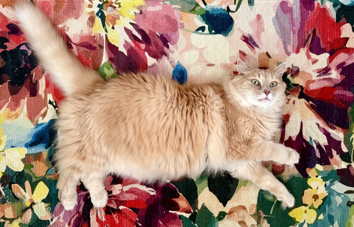 Meet George, the cat whose floof will make your heart melt