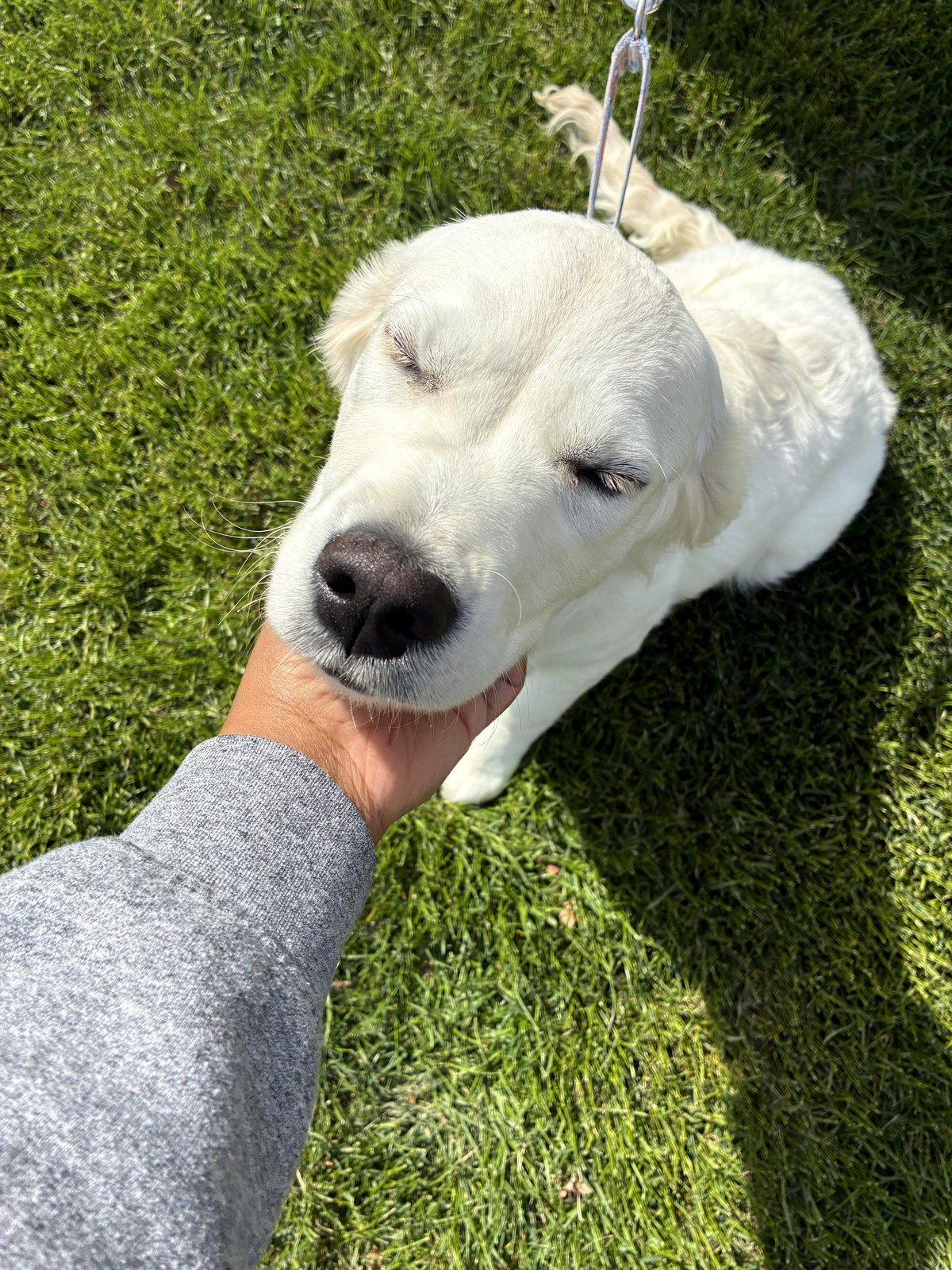 A chance meeting with a fluffy puppy changes everything on a sunny day