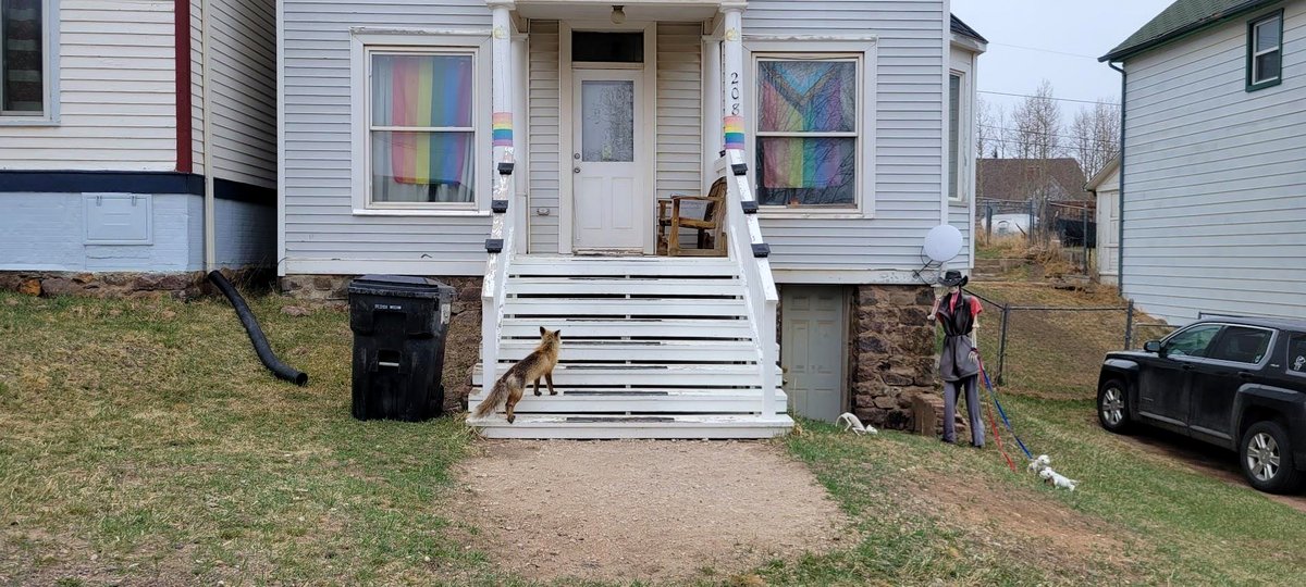 What happened when a fox spotted a skeleton man in Cripple Creek?