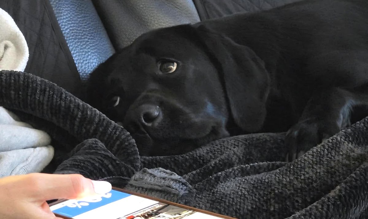 This dog's face will make your heart feel like it's about to burst